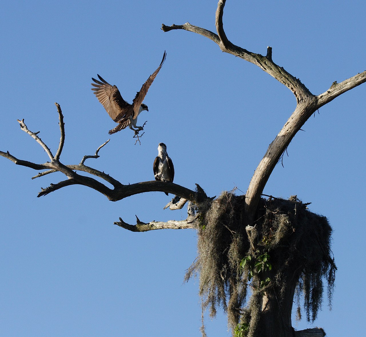 Nesting and Migration