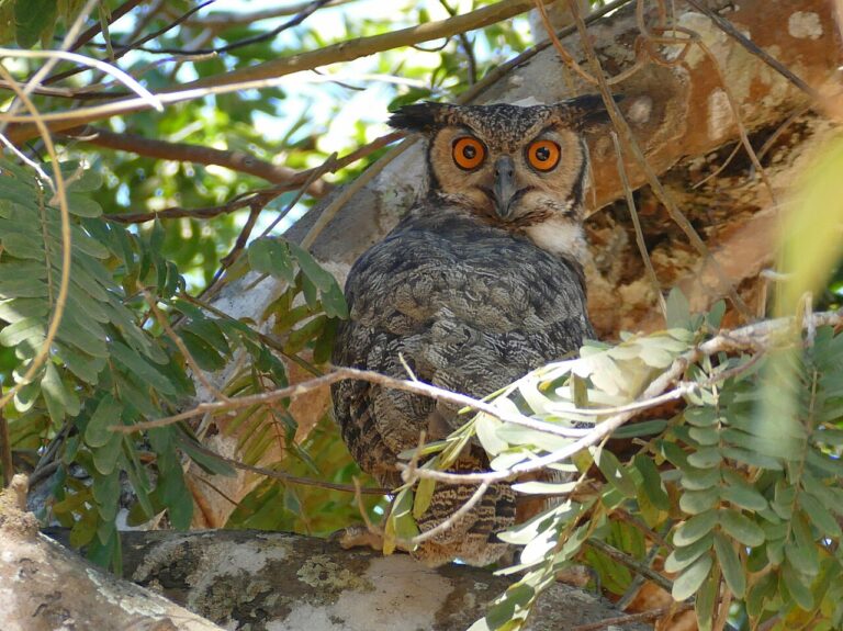 Owl Sounds: How to Identify Owl Calls by Species
