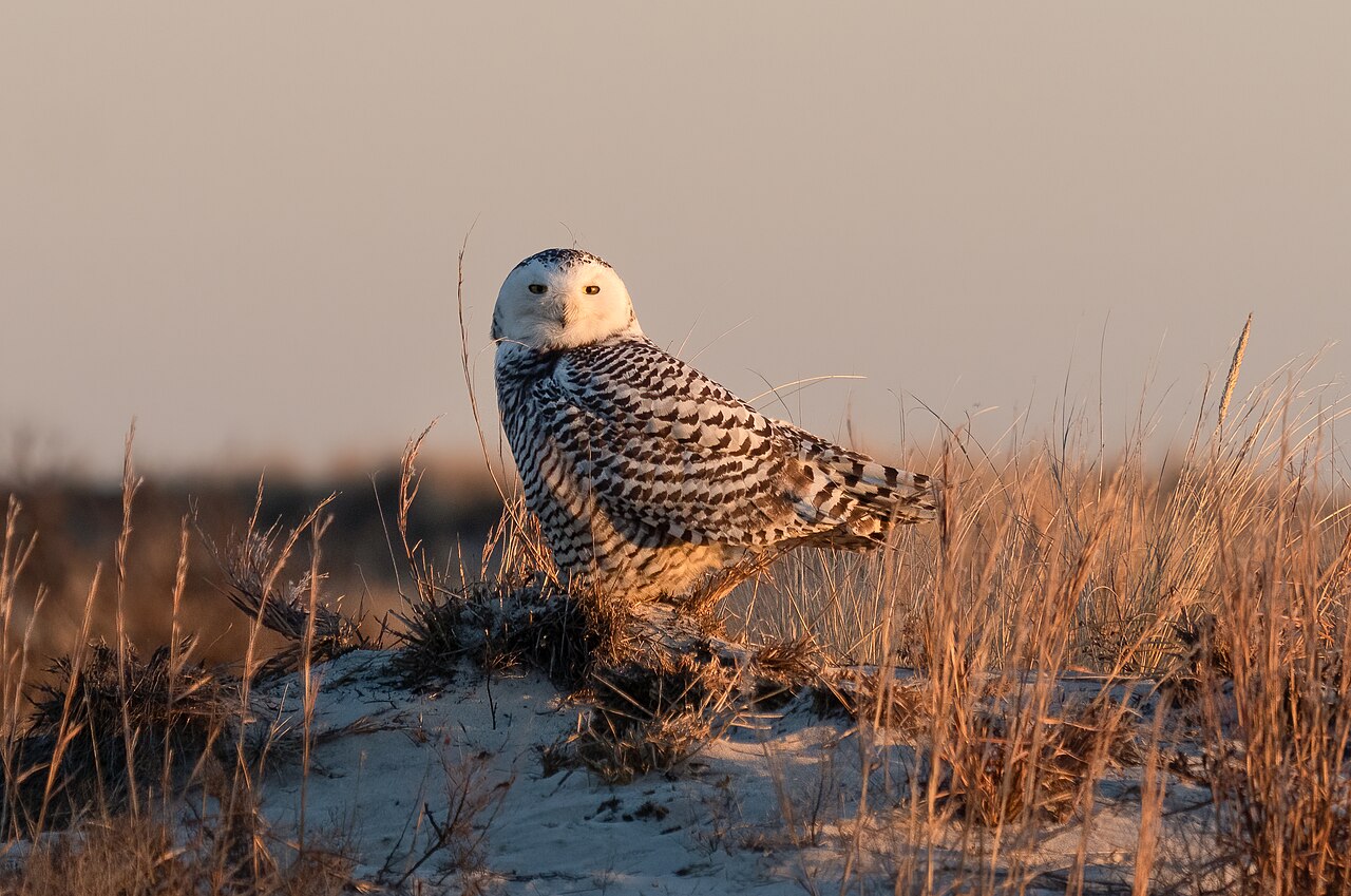 Owl Identification by Size: A Guide to North American Owls