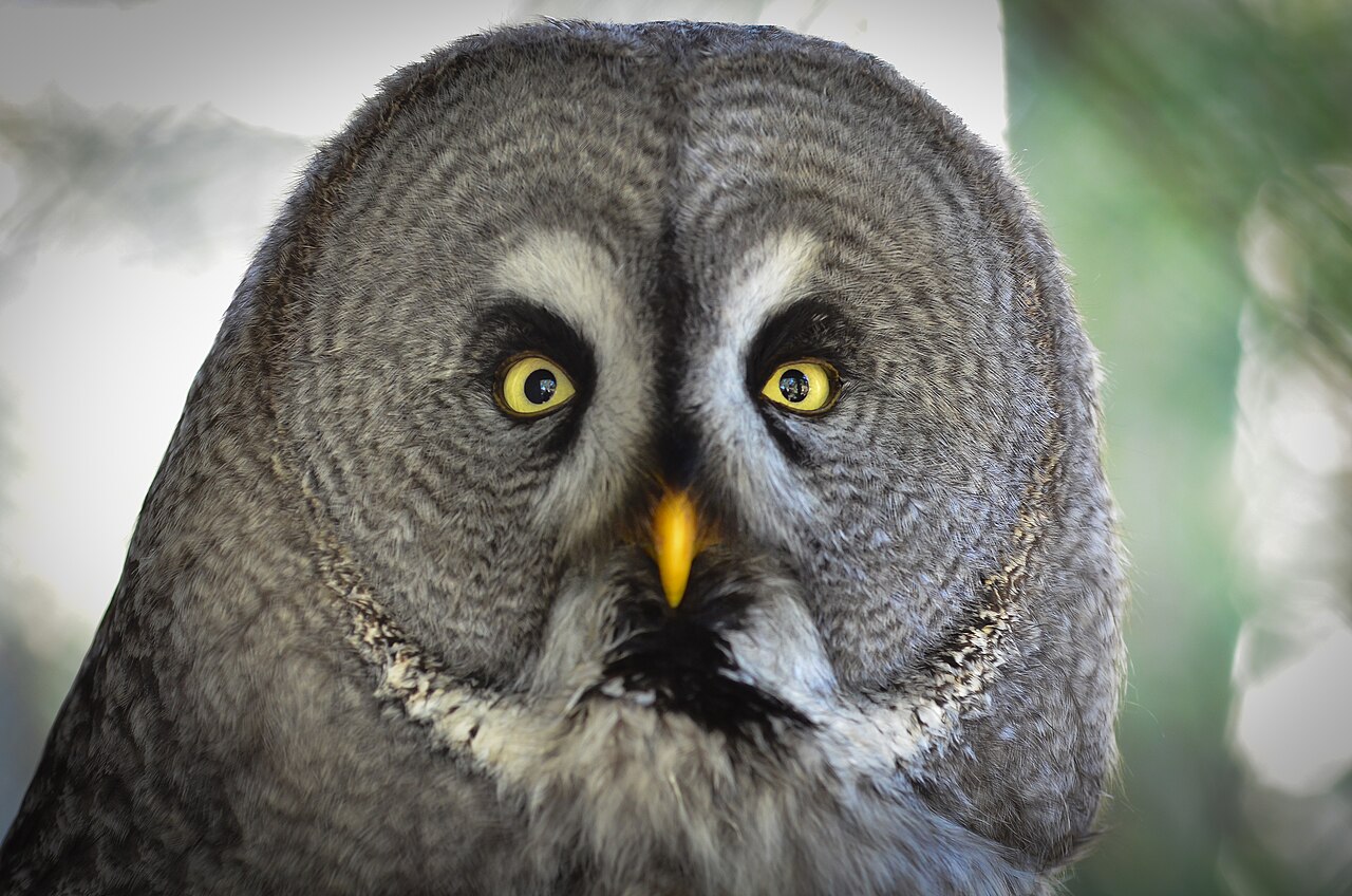 Tiny owls: saw-whet, screech, and kin