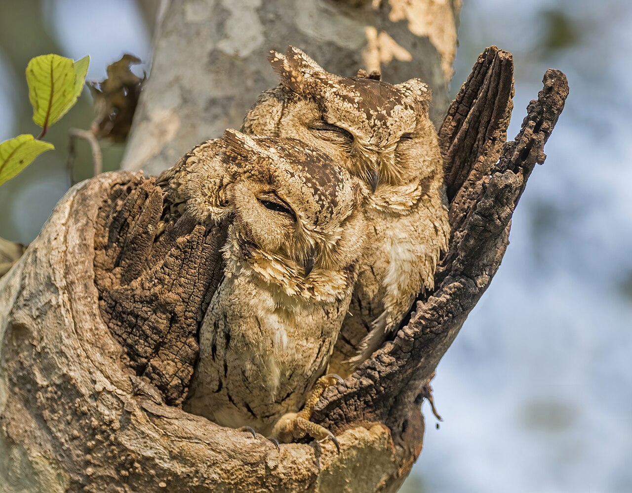 Owl Pellets vs Other Signs of Wildlife