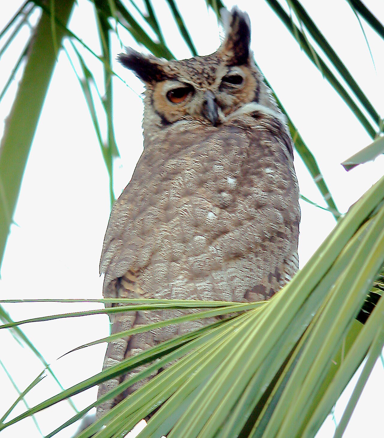 What Does It Mean When You See an Owl?