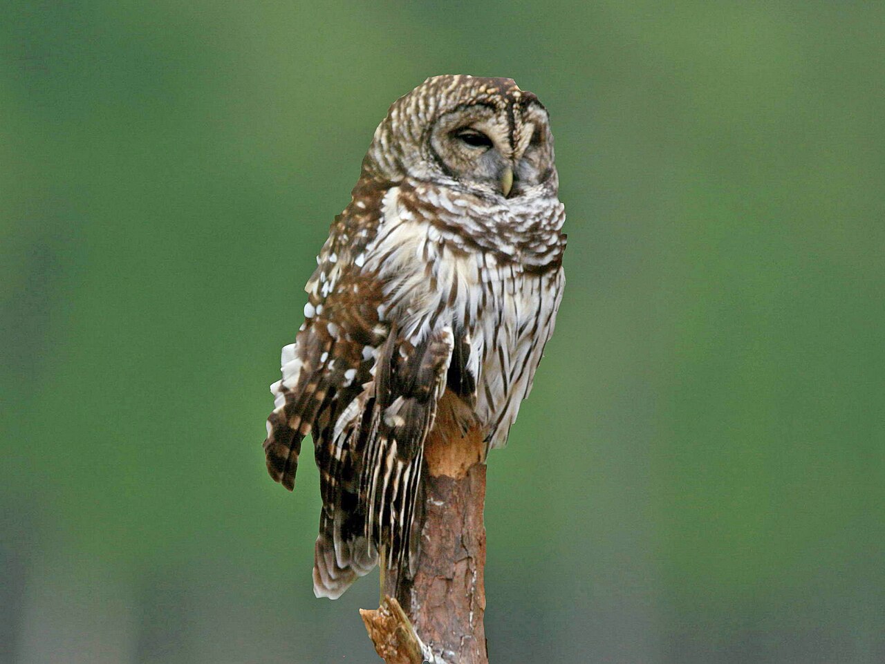 What it means to see an owl at night