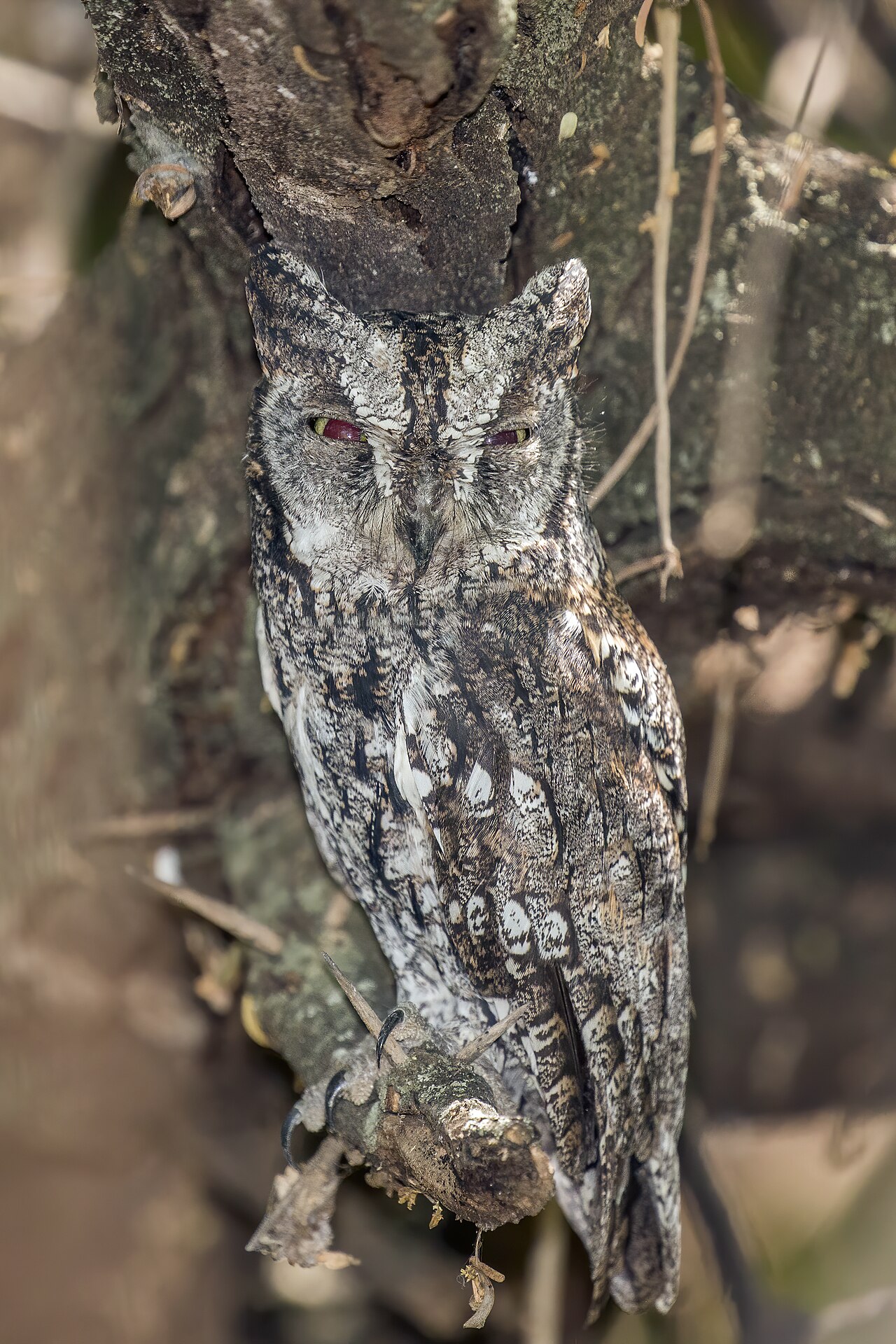 Arizona's Owls Compared to Neighboring States