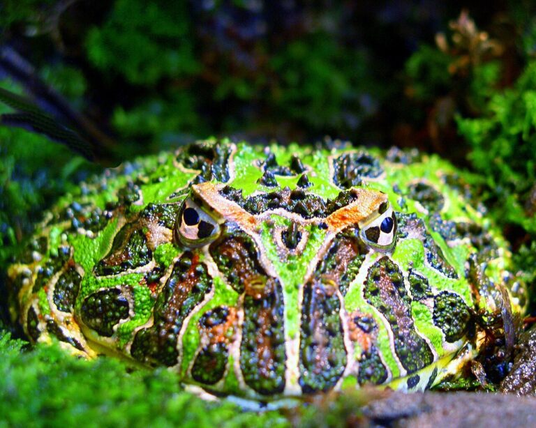 Pacman Frog