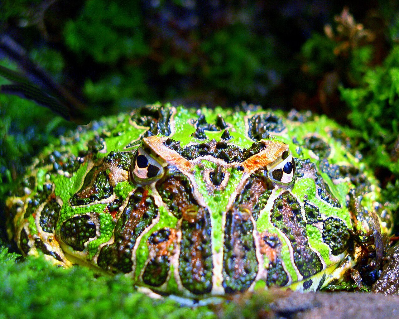 Pacman Frog
