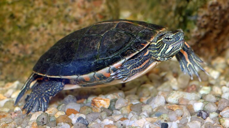 Painted Turtle: Care, Diet & Lifespan Guide