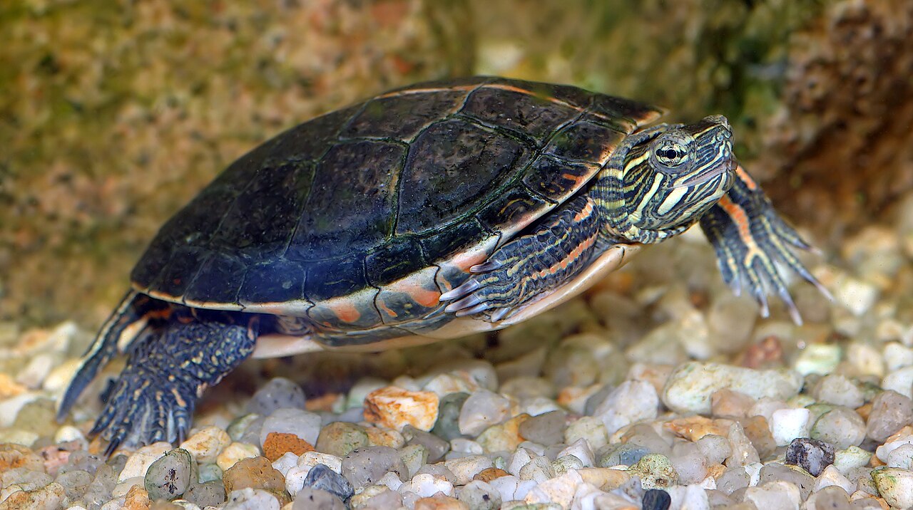 Painted Turtle: Care, Diet & Lifespan Guide