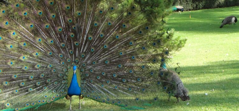 Peacock Feathers: Science & Symbolism Explained