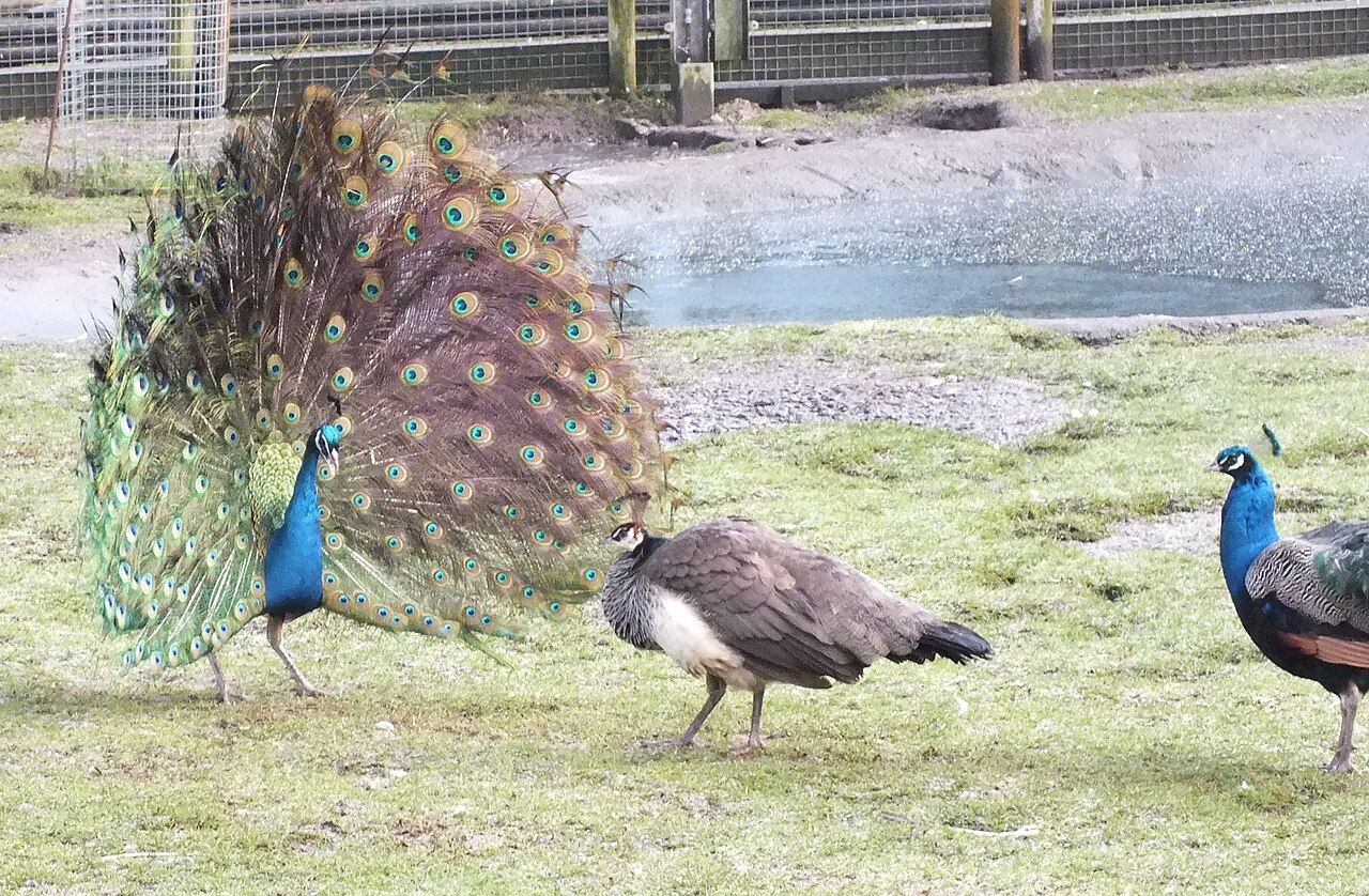Peacock Symbolism: Meaning and Spiritual Signs
