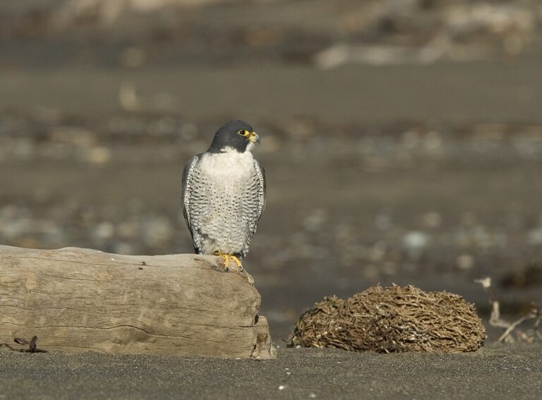 Peregrine Falcon: World’s Fastest Animal