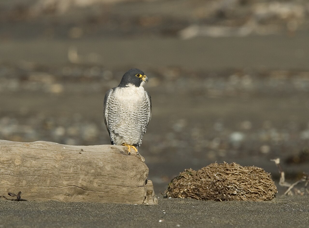 Peregrine Falcon: World’s Fastest Animal