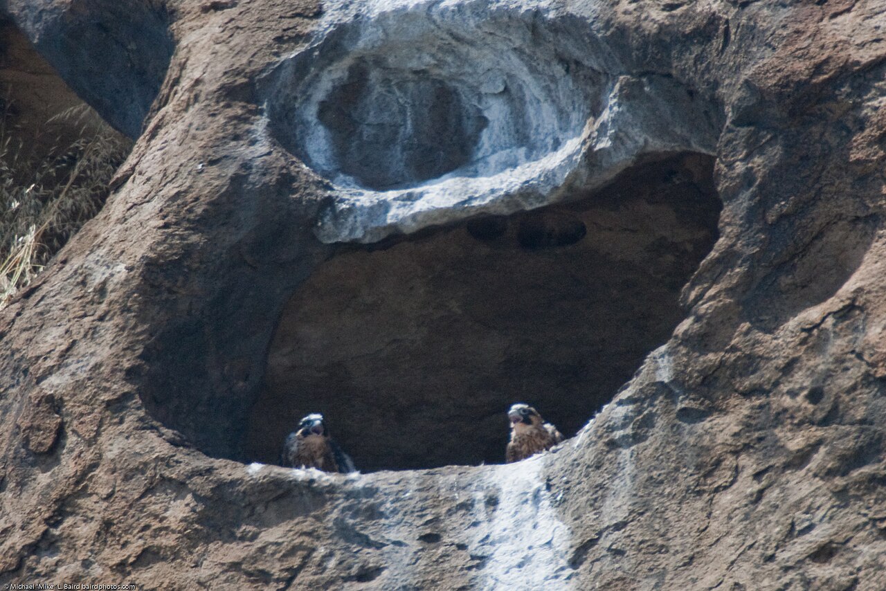 Nesting and Life Cycle