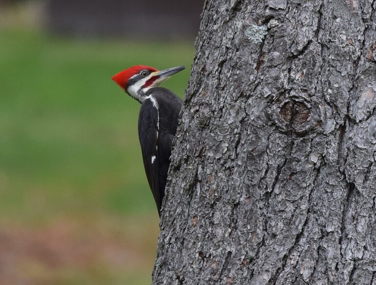 Pileated Woodpecker: Identification, Sound, and Behavior Guide