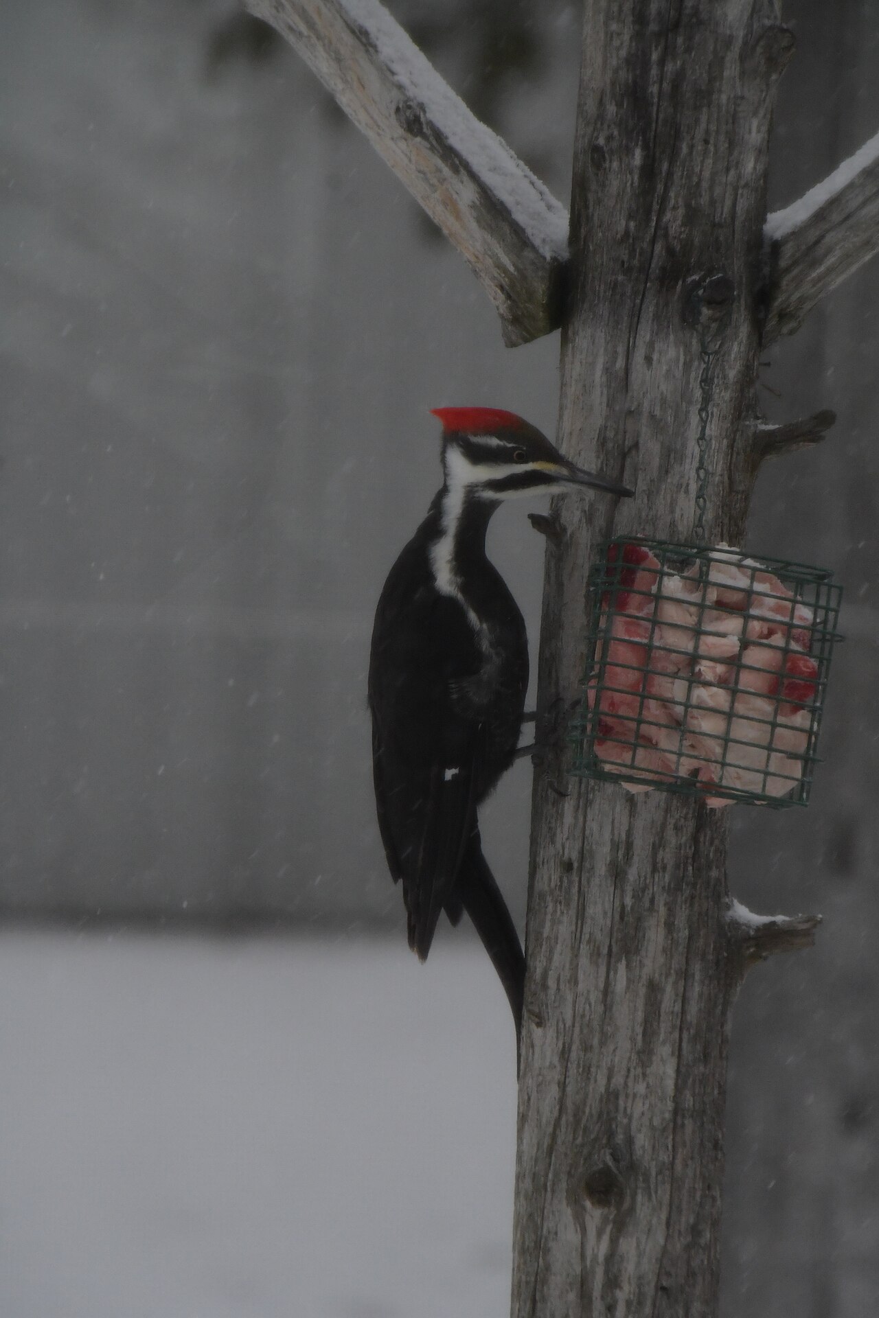 Why Pileated Woodpeckers Matter for Forest Ecosystems