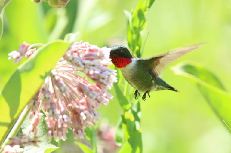 Plants That Attract Birds: The Complete Guide to Native Bird-Friendly Plants