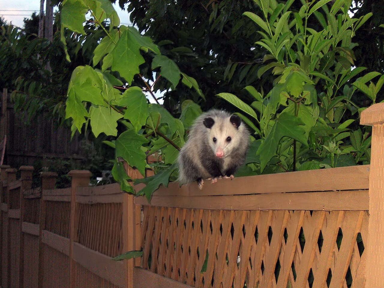 Possum Poop: Identification & Health Risks Guide