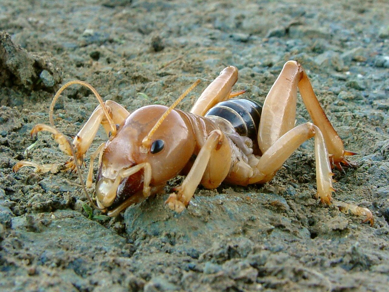 Potato Bug: What It Is, Bite, Size, and Myths