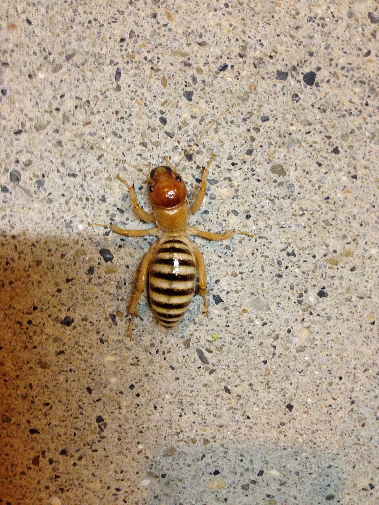 Jerusalem Cricket Identification and Appearance