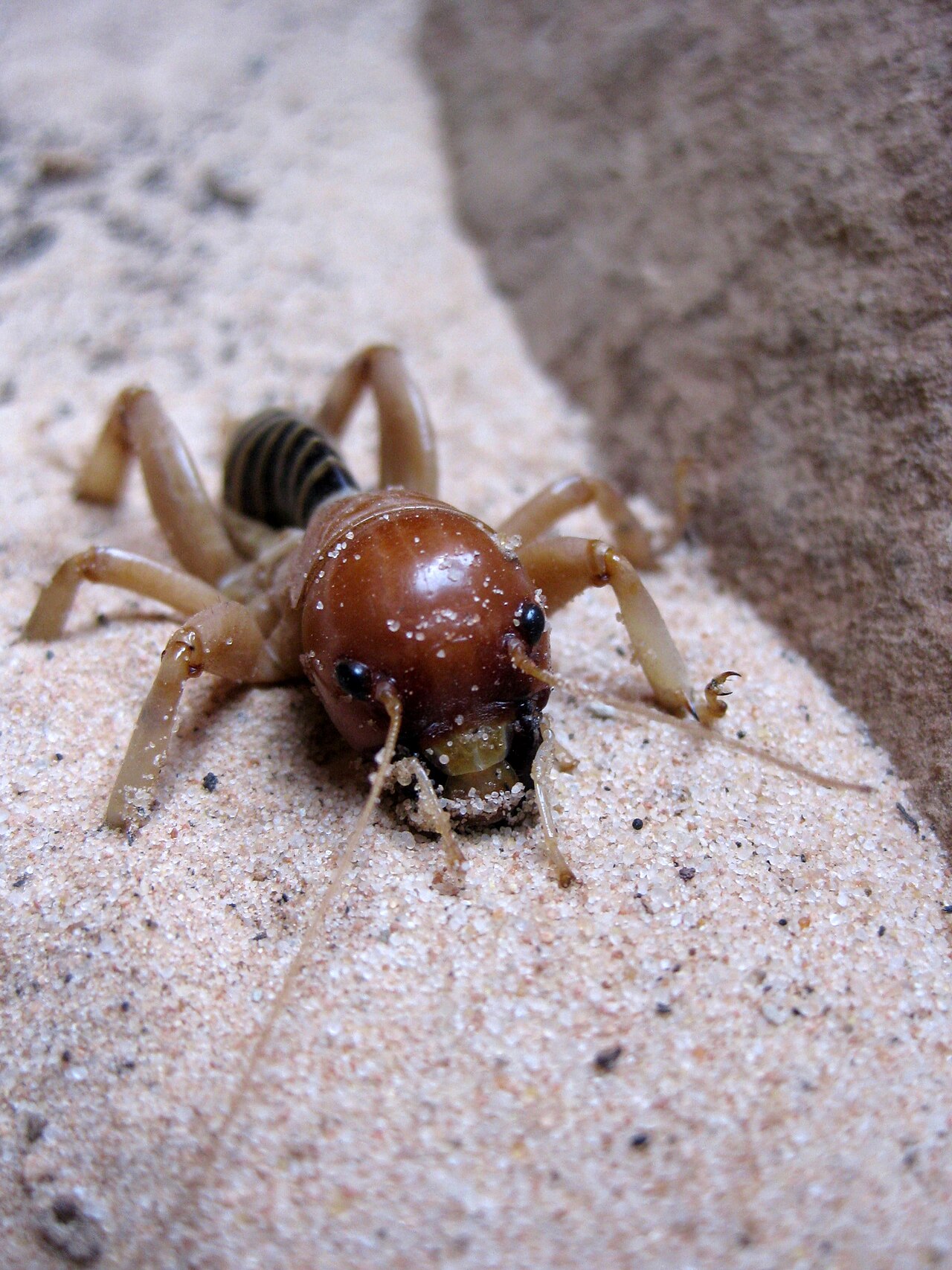 How Big Do Potato Bugs Get?