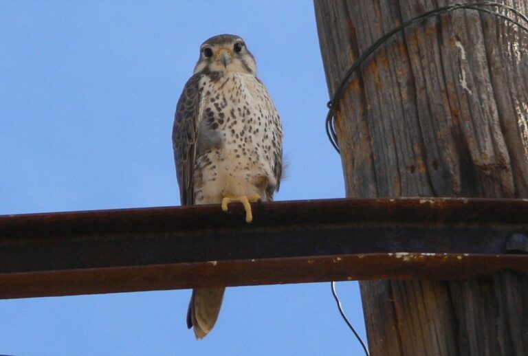 Prairie Falcon: Western Specialist