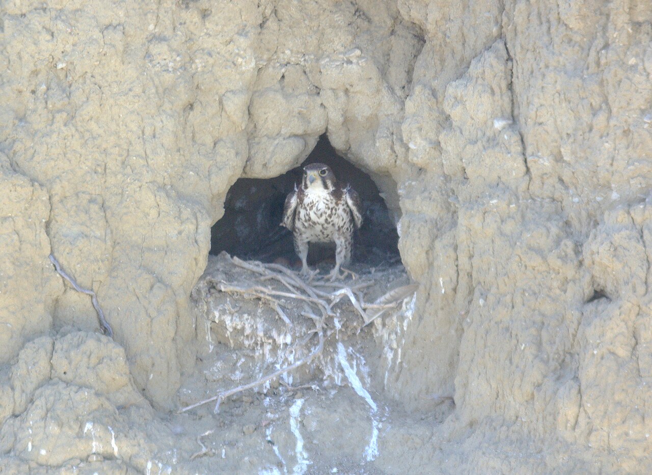 Nesting and Conservation
