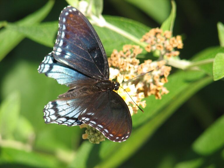 Purple Butterfly: Identification & Species Guide