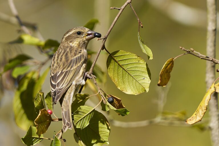 Purple Finch: Identification and How to Tell It From a House Finch