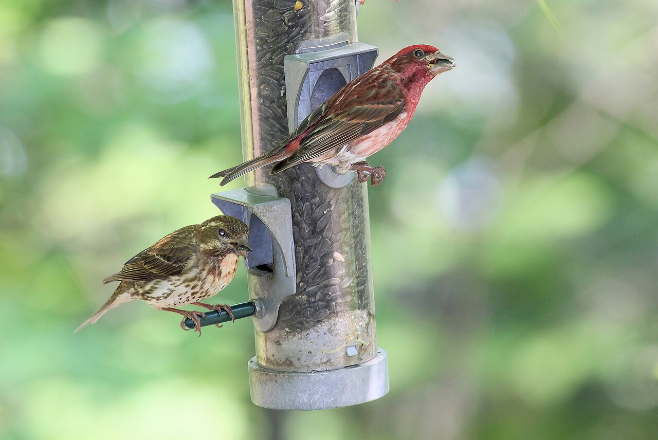 Diet and Feeding Behavior
