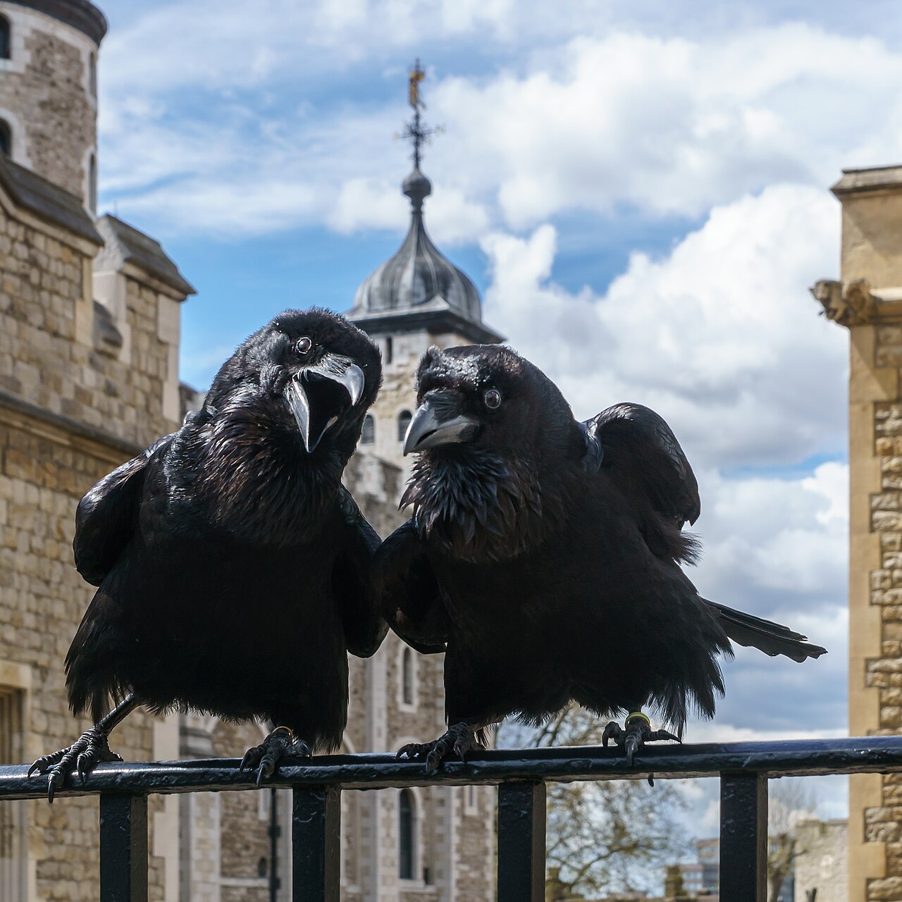 Raven Symbolism: Meaning and Spiritual Signs