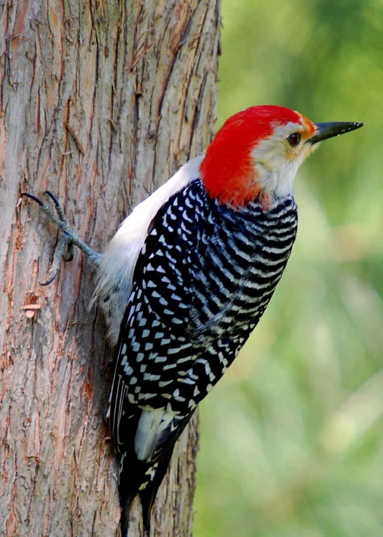 Red-Bellied Woodpecker: Complete Identification, Diet, and Behavior Guide (2026)