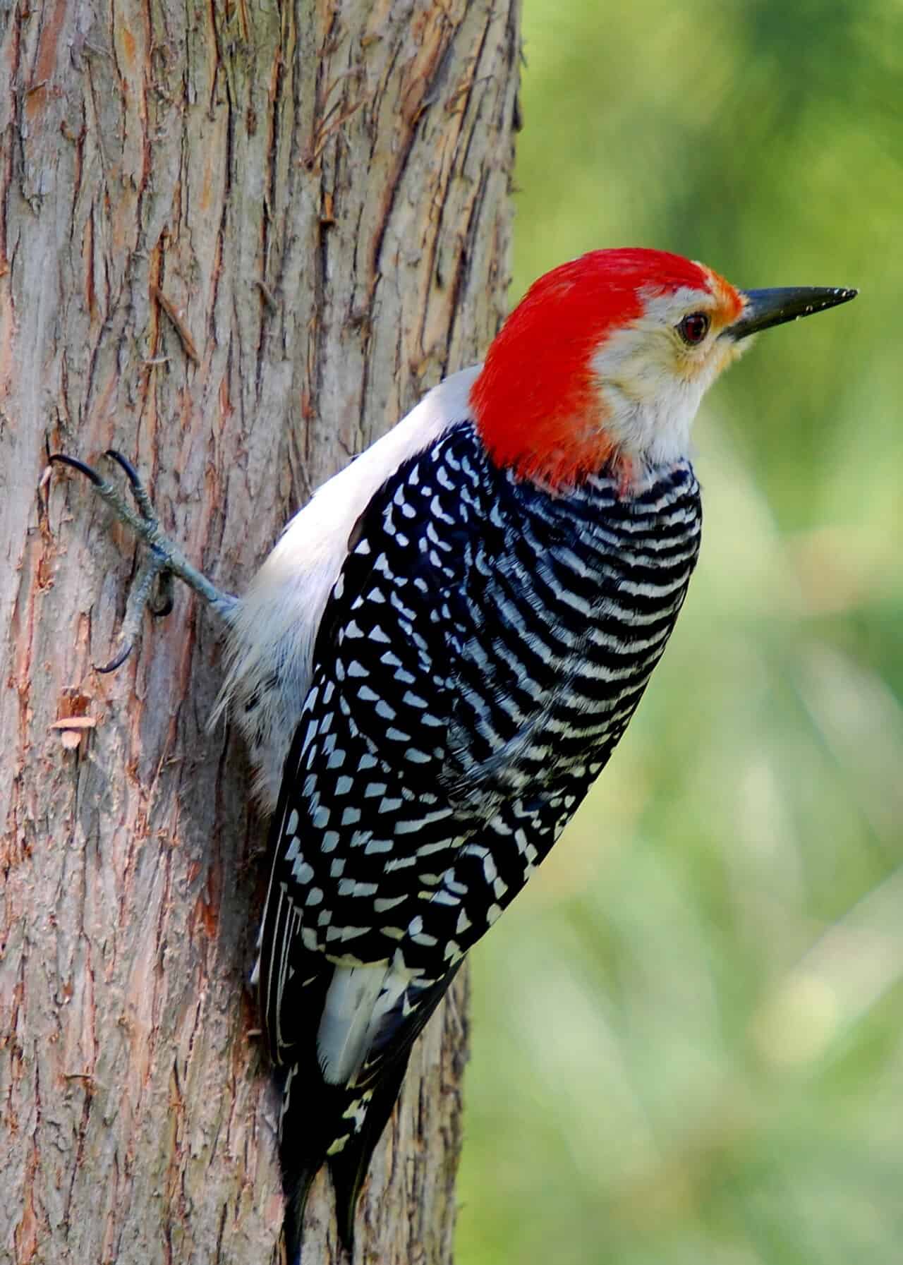 Red-Bellied Woodpecker: Complete Identification, Diet, and Behavior Guide (2026)
