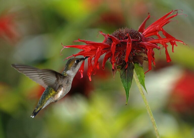 Red Dye in Hummingbird Food: Is It Safe or Necessary?