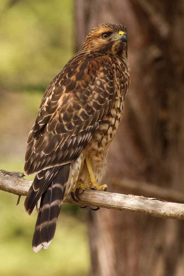 Red-Shouldered Hawk: Identification Guide