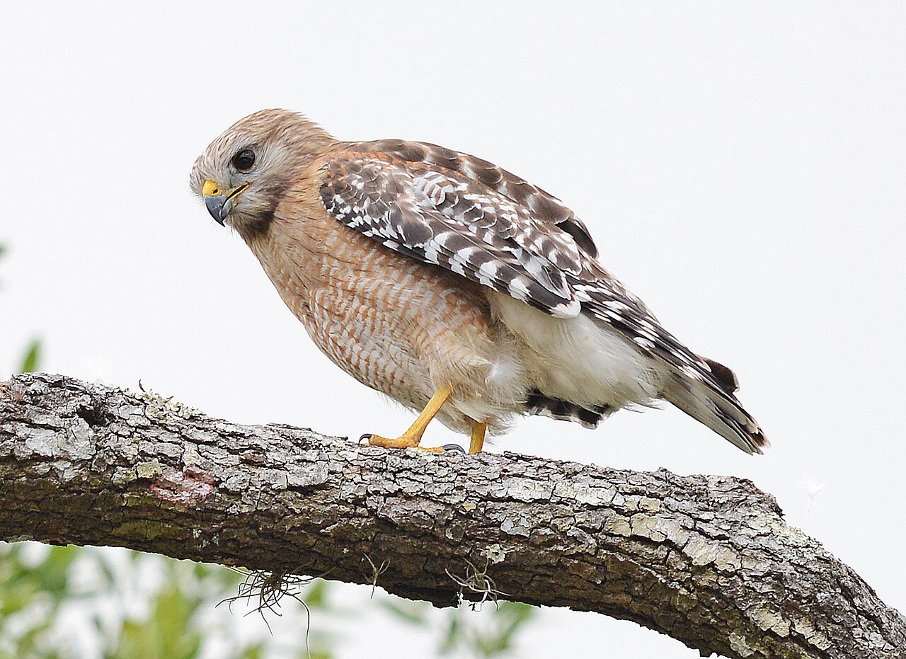 Red-Shouldered Hawk vs Red-Tailed Hawk