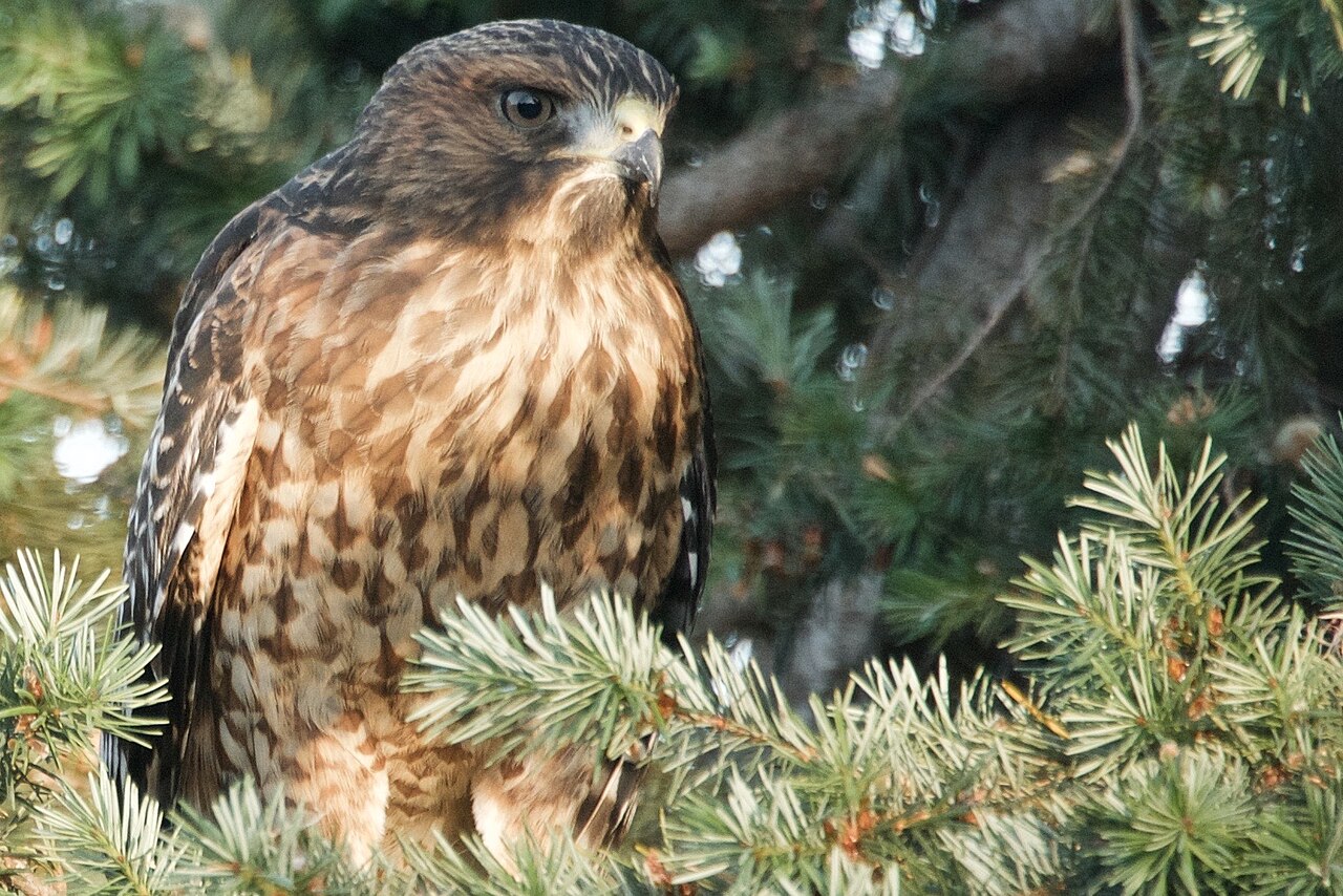 Diet and Hunting Behavior