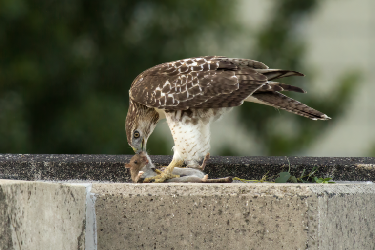 Red-Tailed Hawk: Complete Identification Guide