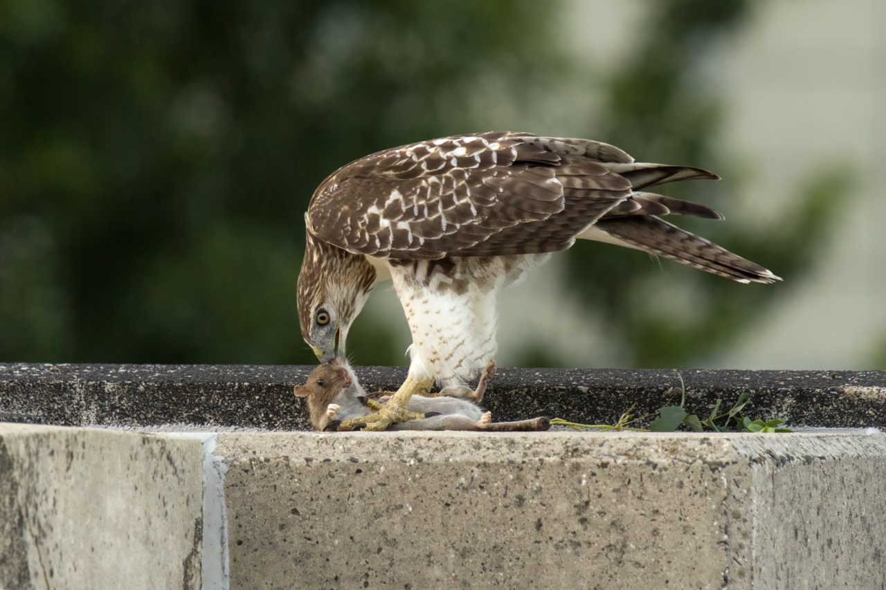 Red-Tailed Hawk: Complete Identification Guide