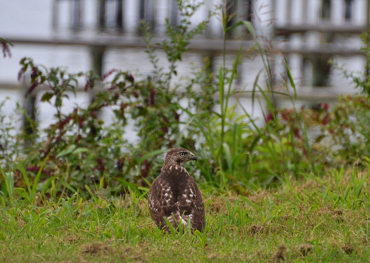 Juvenile Red-Tailed Hawks Look Different