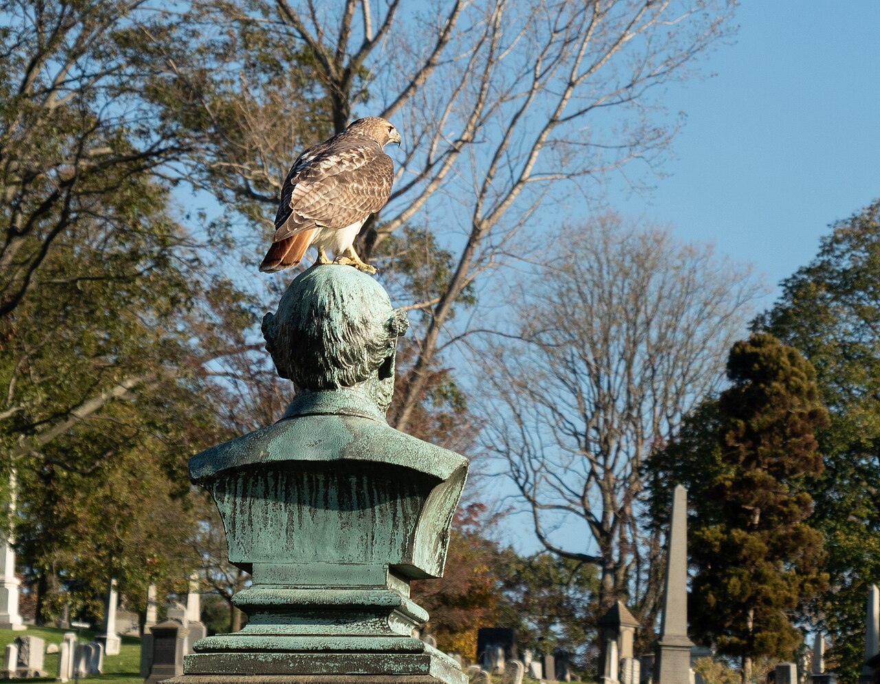 Red-Tailed Hawk Symbolism and Spiritual Meaning