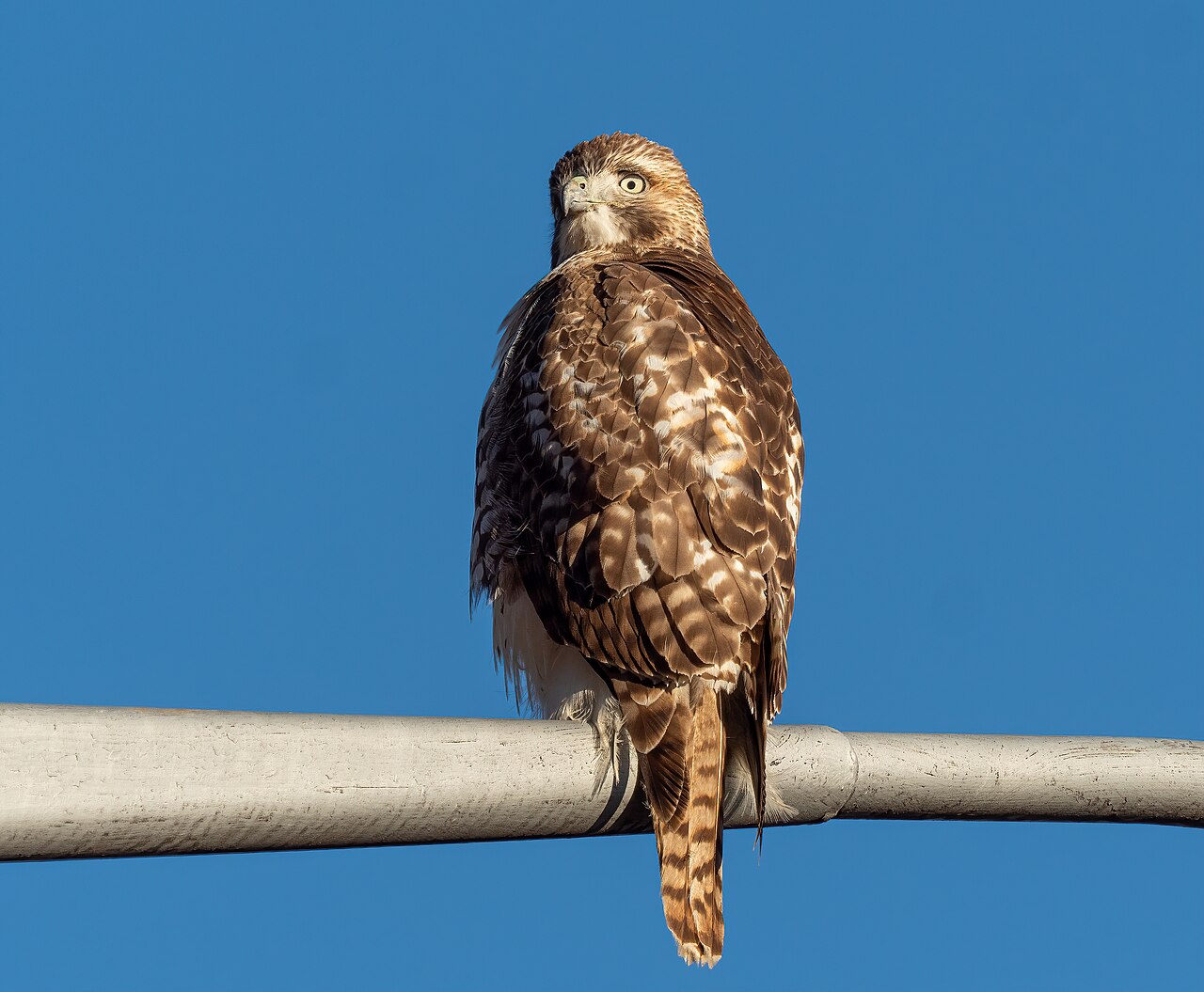 Red-Tailed Hawk vs Red-Shouldered Hawk: Key Differences