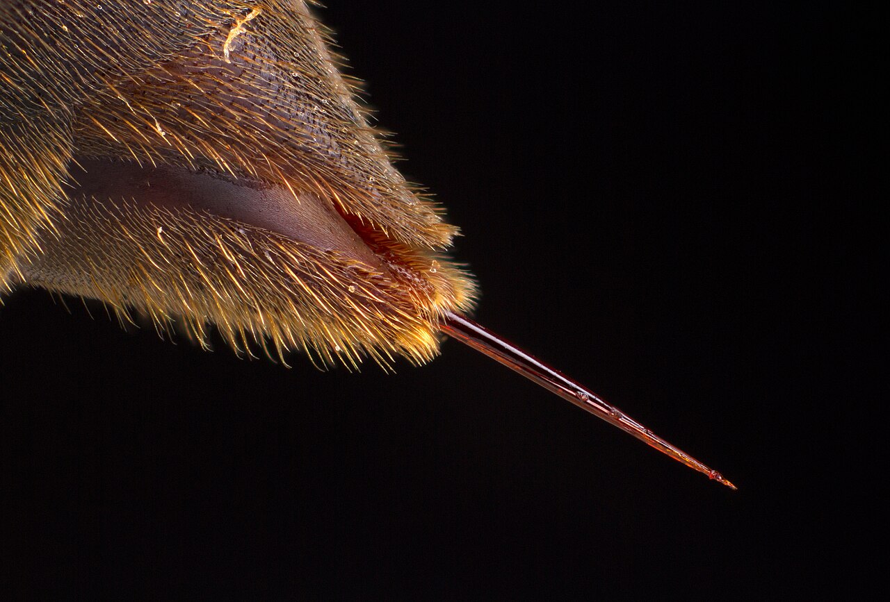 Red Wasp: Identification, Sting, and Nest Removal