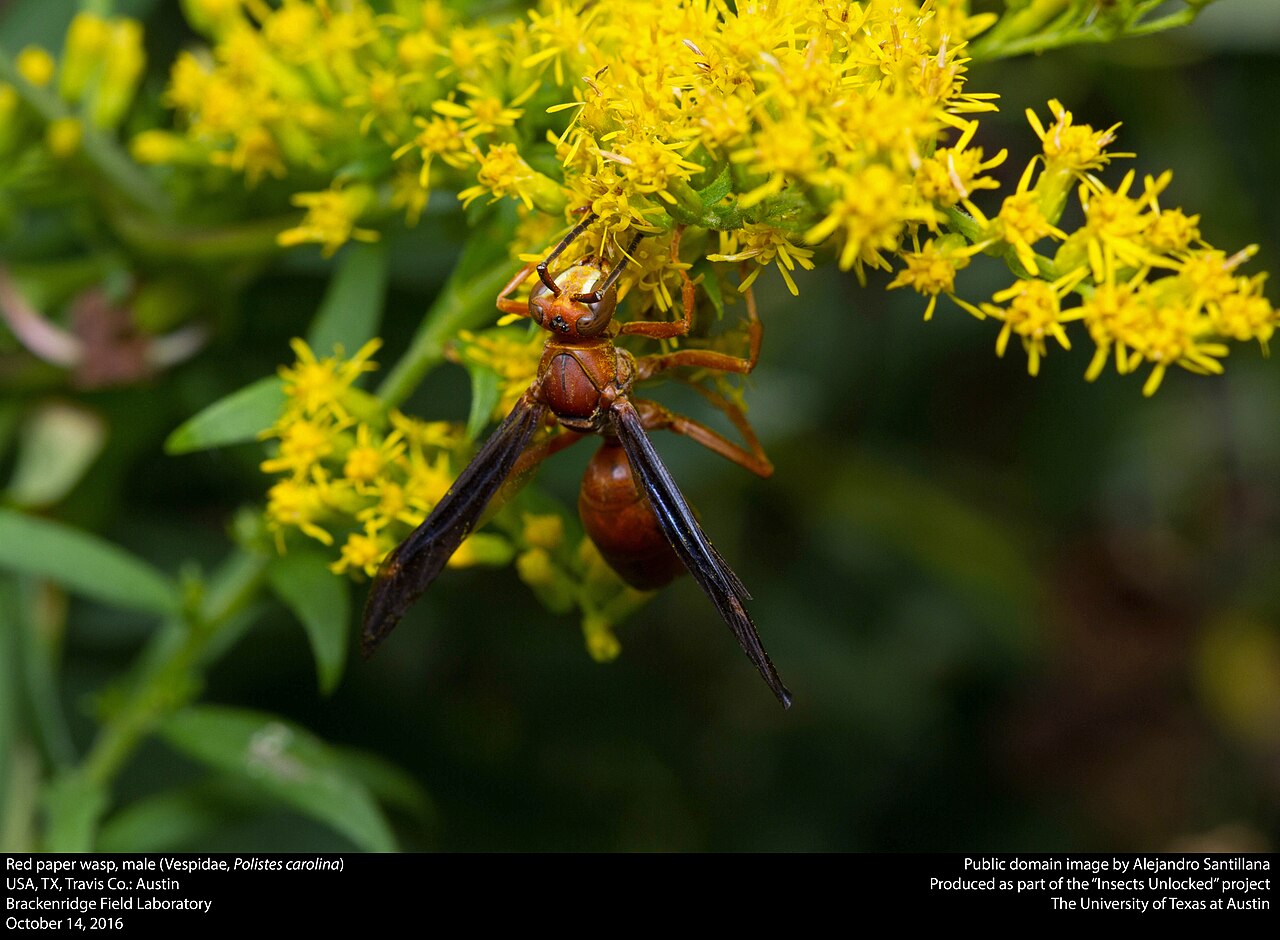 How to Identify a Red Wasp