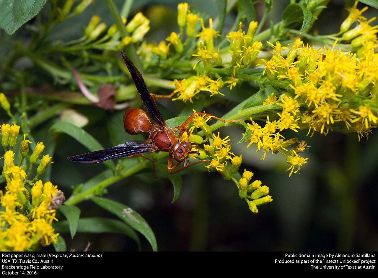 How Painful Is a Red Wasp Sting?