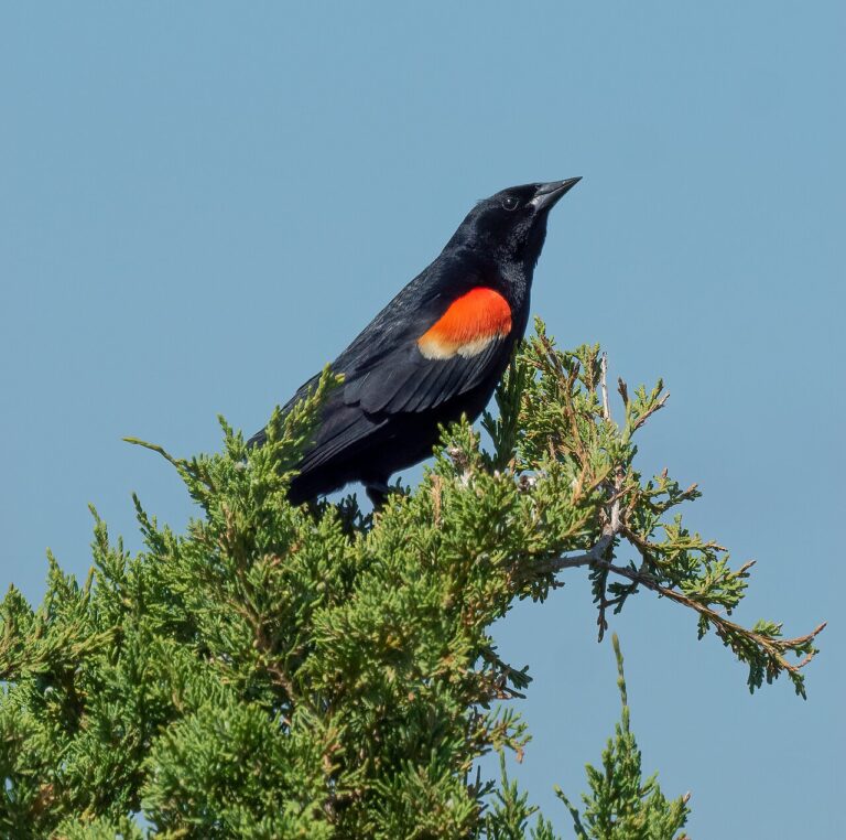 Red-Winged Blackbird: Identification and Behavior Guide