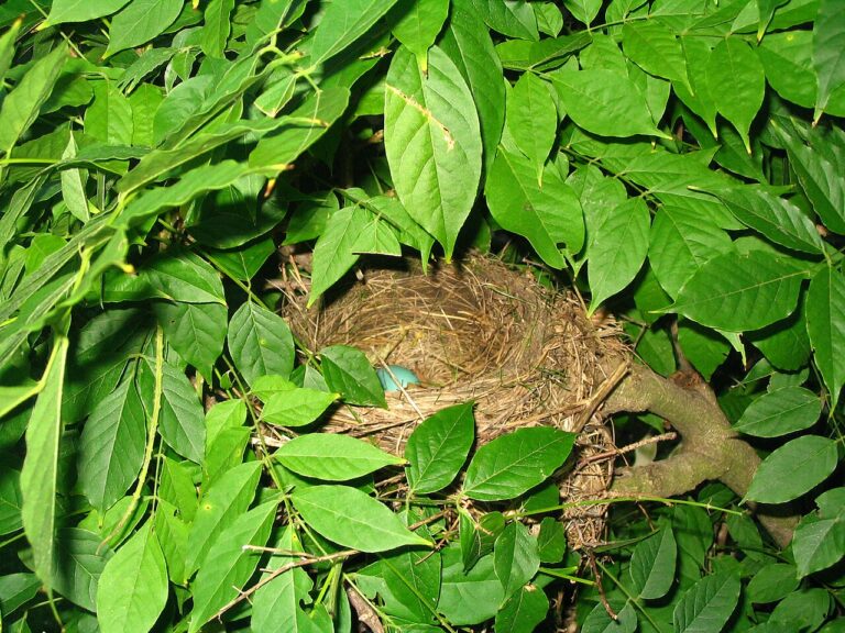 Why Are Robin Eggs Blue? Color, Meaning, and Hatching