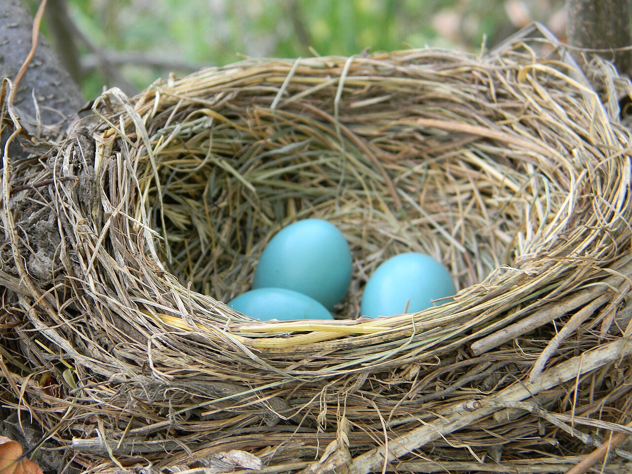 What Color Are Robin Eggs Exactly?