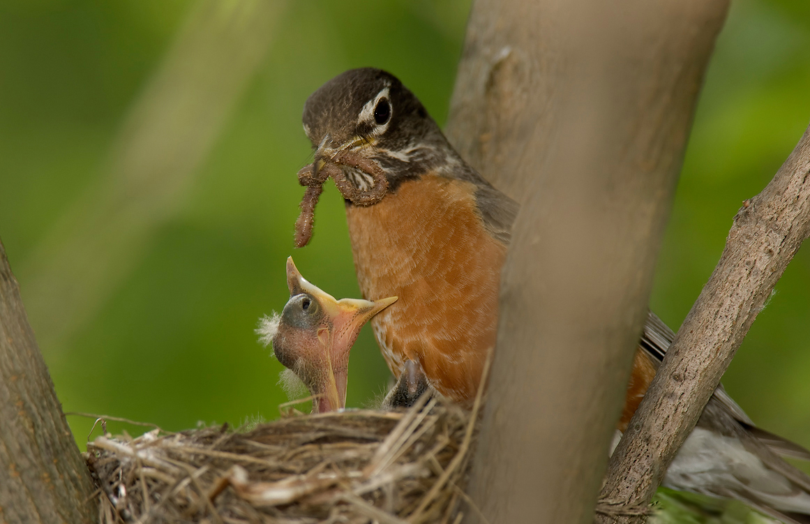Why Did Robins Evolve Blue Eggs?