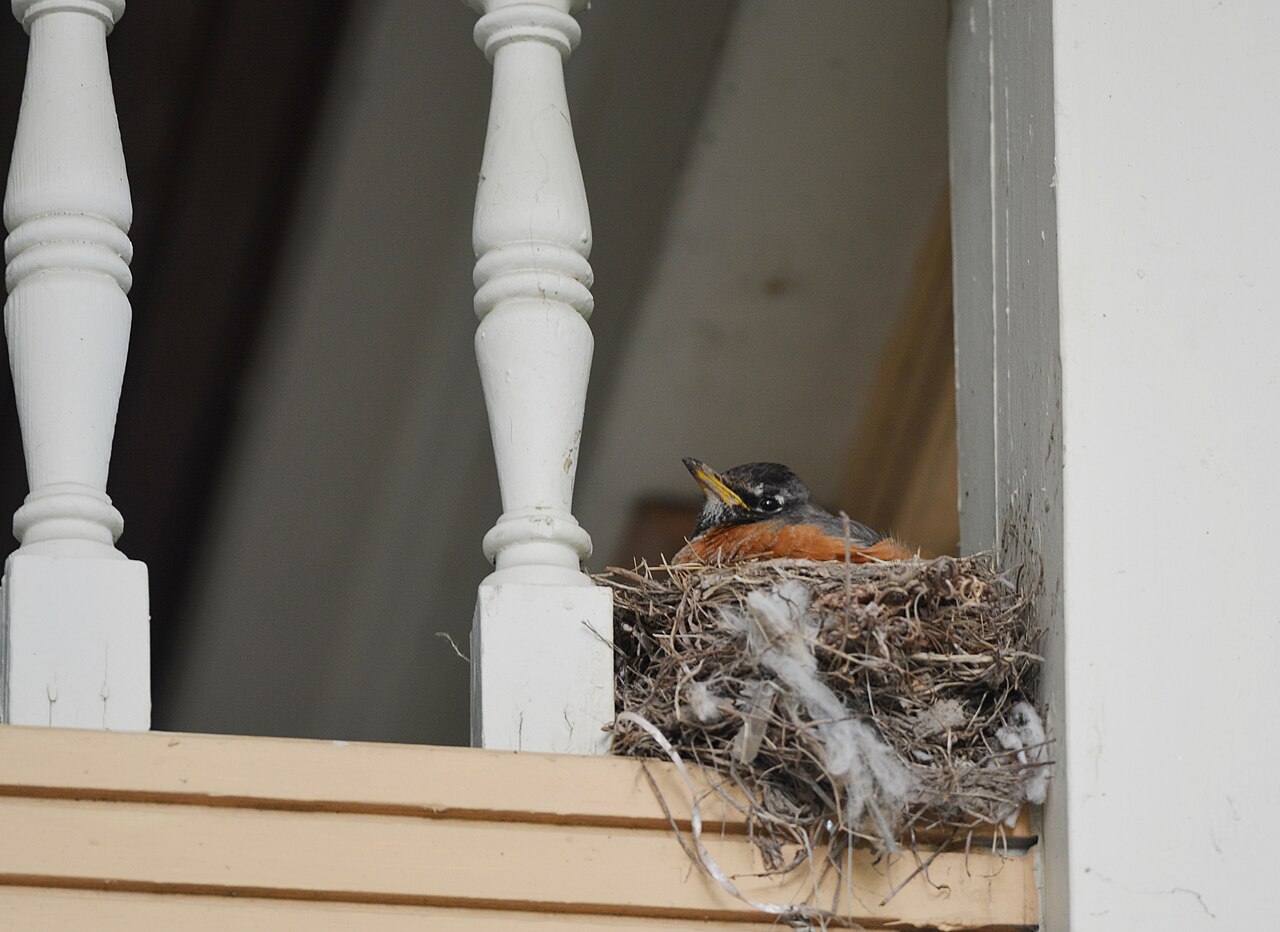 Where Do Robins Build Their Nests?