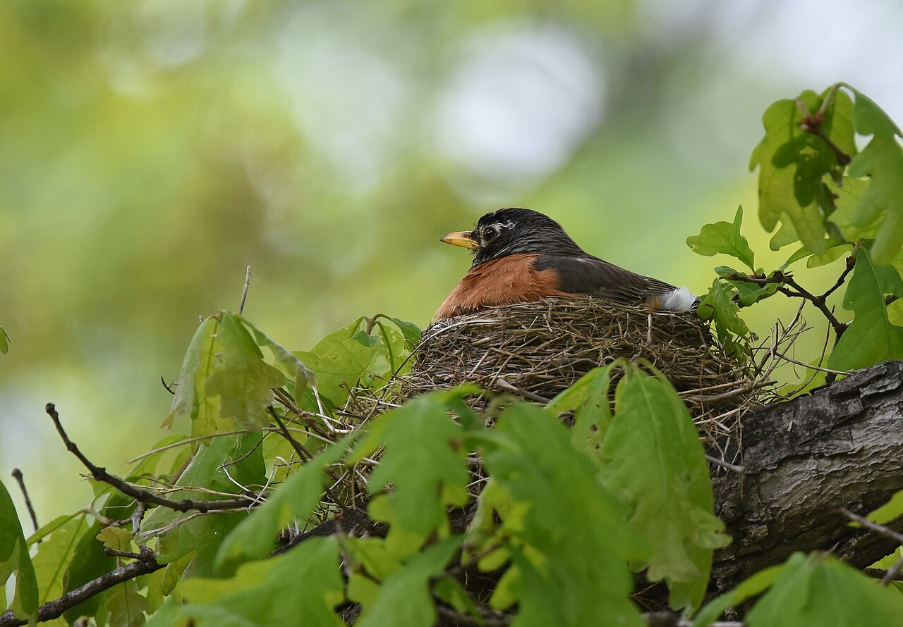 Robin Eggs: Color, Number, and Timeline